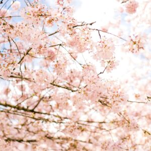 Blomstrende grene og blå himmel